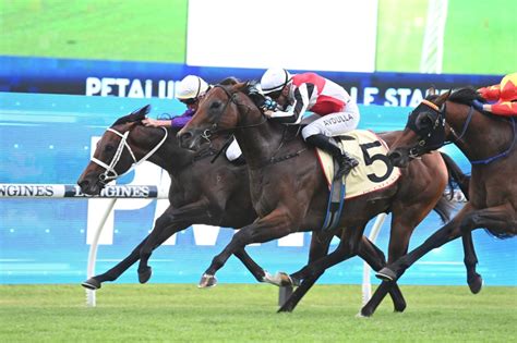 2024 Rosehill Guineas Field & Betting .